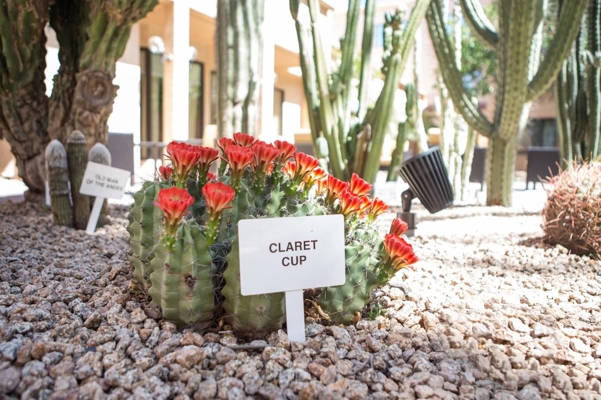 Courtyard By Marriott Phoenix Mesa Exteriér fotografie
